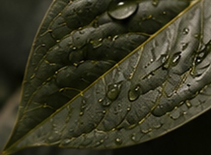 Foliage